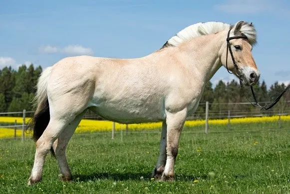 Norwegian Fjord horse, one of the oldest horse breeds