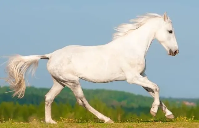白いオルロフ-トロッター馬はギャロップを実行します