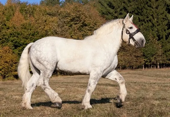 Beautiful white Percheron horse trotting in a field