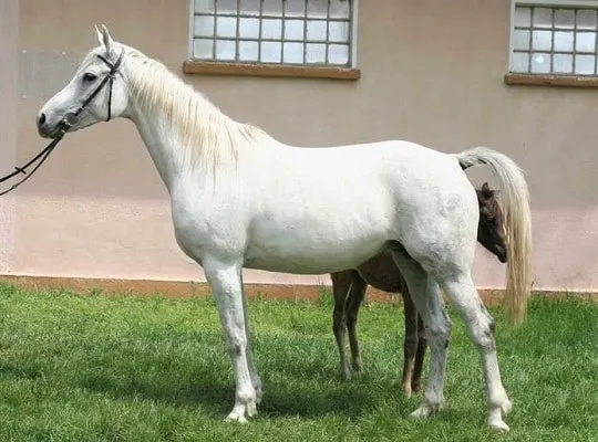 White shagya Arabian horse - typ konia arabskiego, który zwykle ma białą sierść