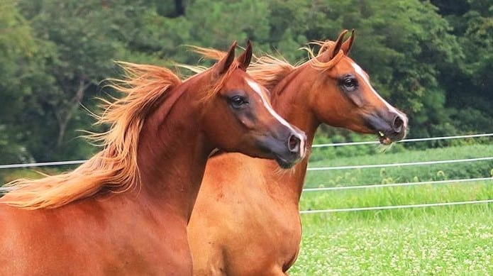 Twin Arabian foals