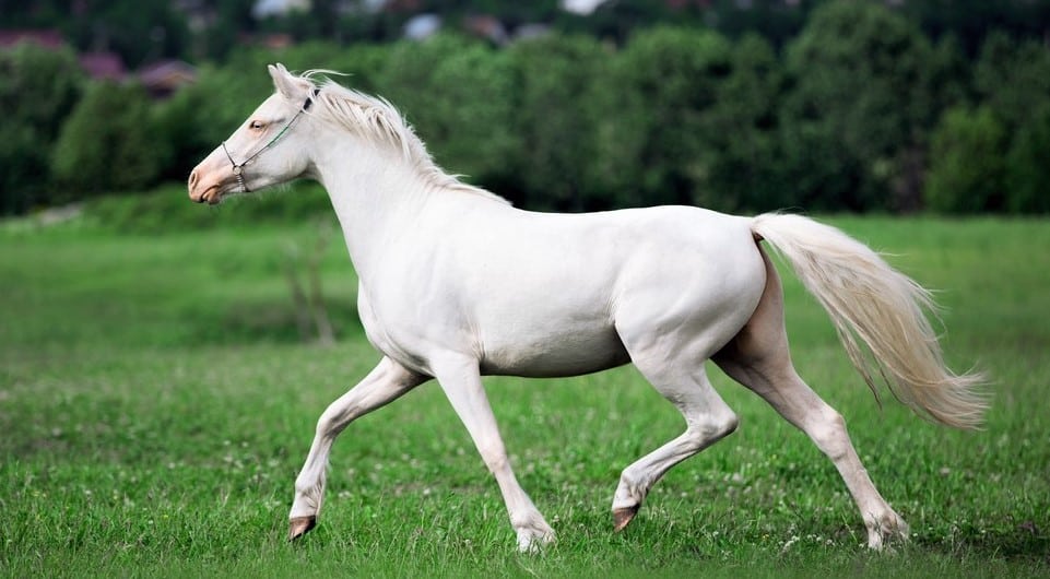 Beautiful white horse breed stallion