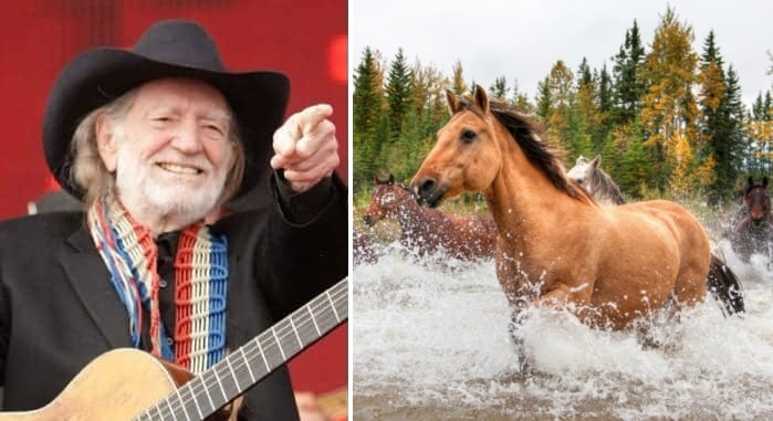 Willie Nelson Rescues horses on his ranch