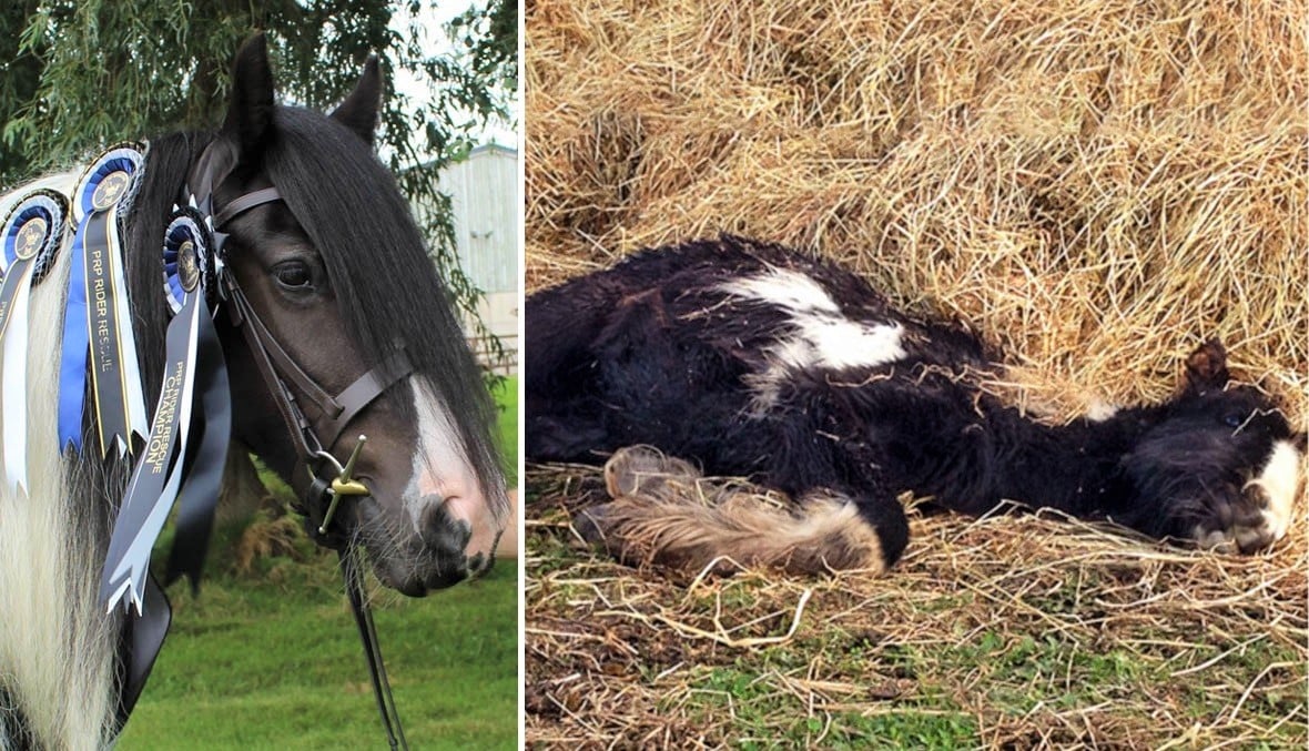 Meet The Rescue Pony Who Went From Near Death To Show Ring Star