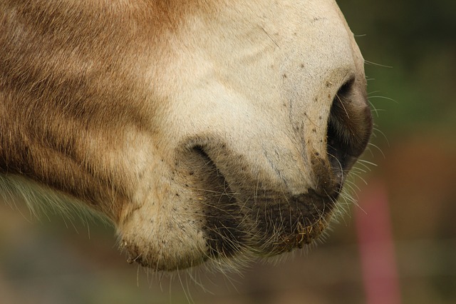 Close up of a horse's whiskers