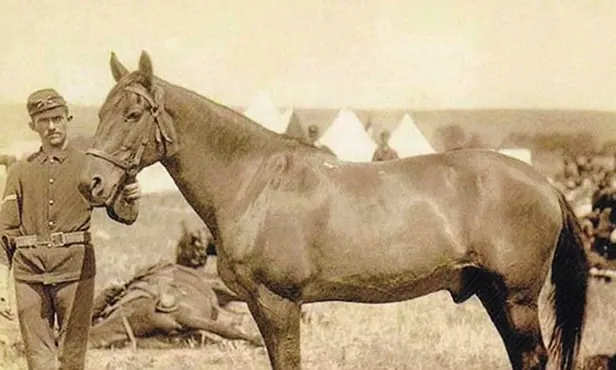 Comanche famous war horse from the United States of America