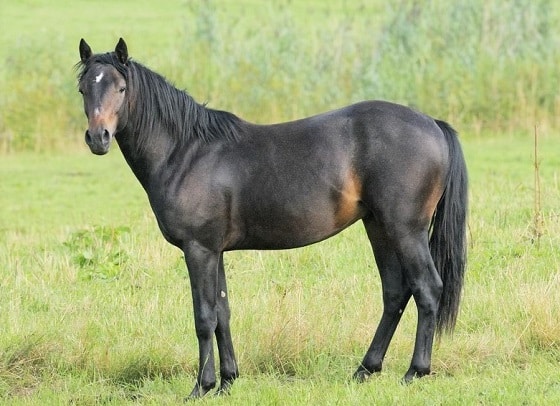 Connemara, Native Irish pony breed