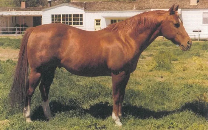 Doc Bar American Quarter Horse stallion