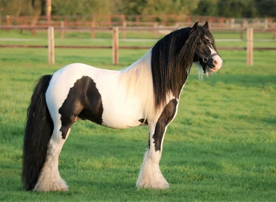 Gypsy Vanner Irish Cob horse breed