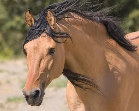 Real-life Horse Spirit was based