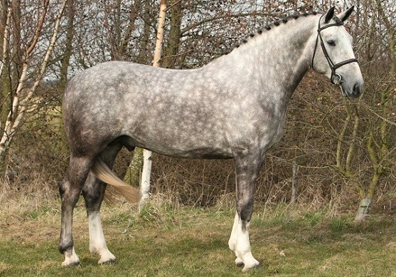 Dapple grey Irish Draught horse, native horse breed in Ireland