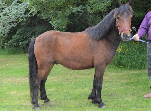 Kerry Bog Pony, native pony breed to Ireland