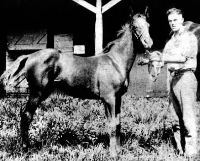 Man o War horse as a foal