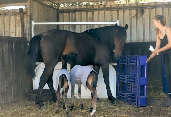 Mare with her two foals
