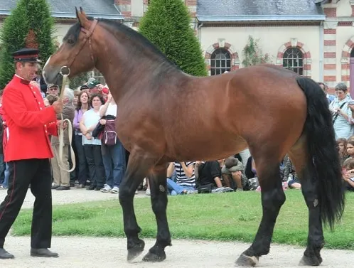 Norman cob horse breed originating in France