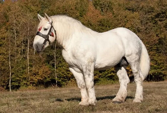 Percheron stallion horse originating from France