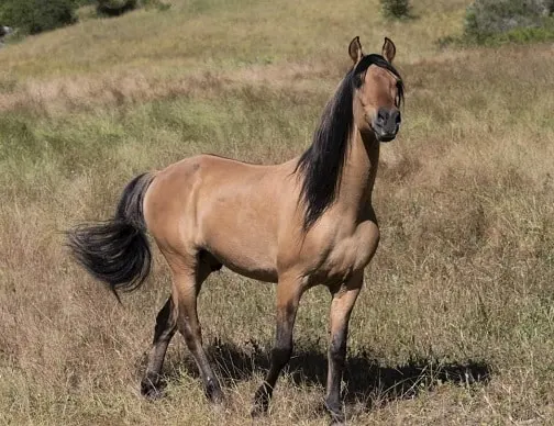 Real Spirit Stallion of the Cimarron horse at age 24