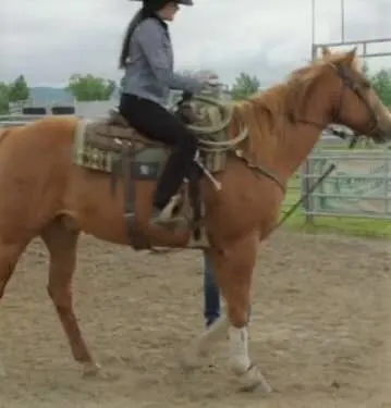 Ringo, horse from Heartland