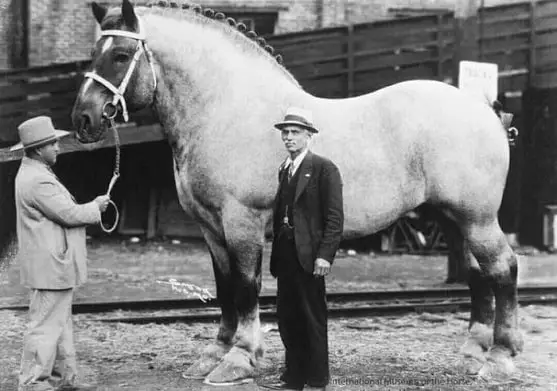Sampson, the tallest and biggest horse ever