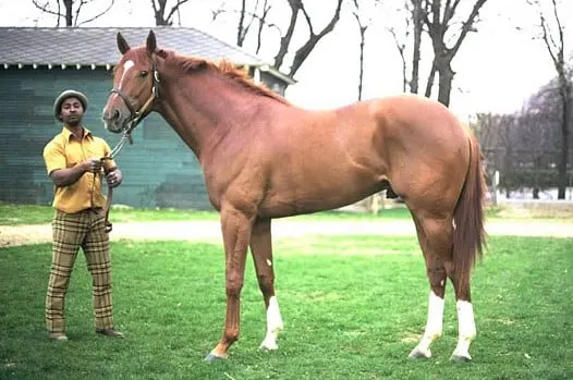 Secretariat, an incredible famous racehorse standing on the grass