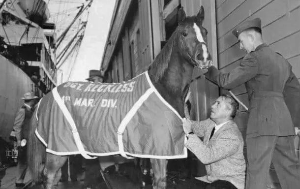 Sergeant Reckless, famous American war horse