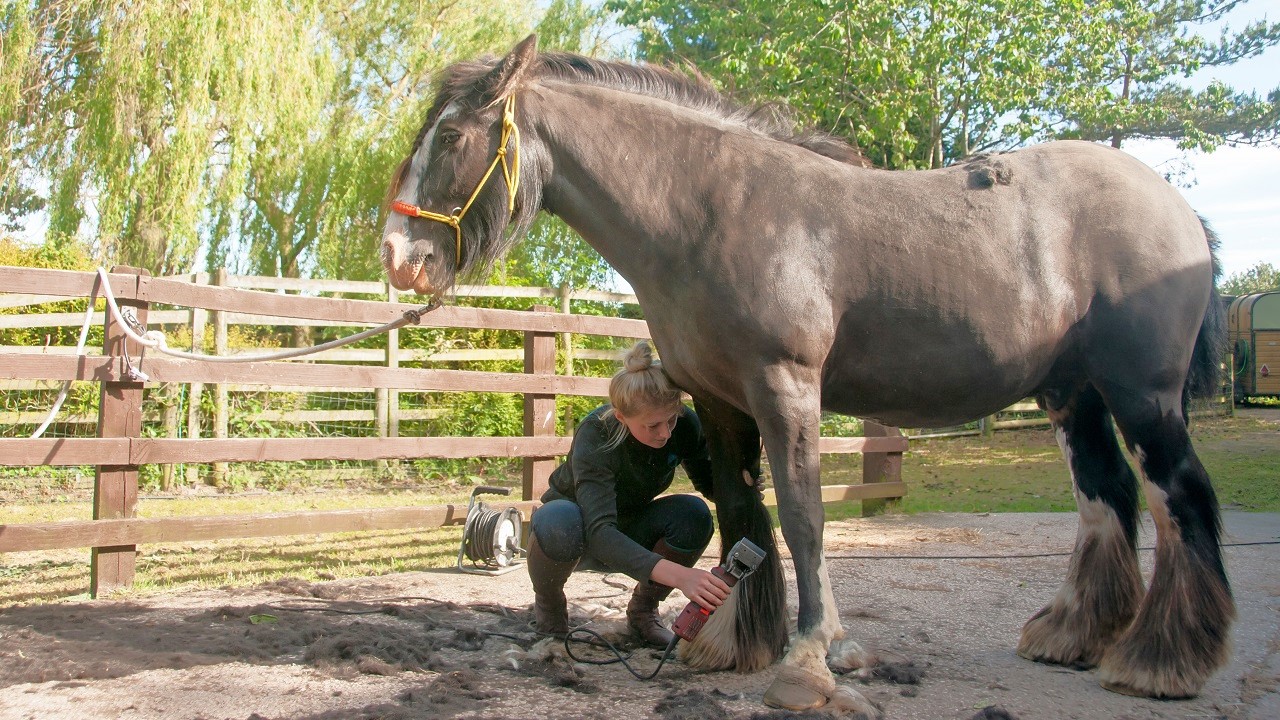 Young lady clipping a black shire horse