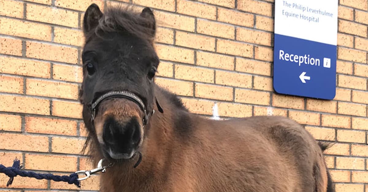 Miniature Horse Receives World’s First Successful Hip Replacement