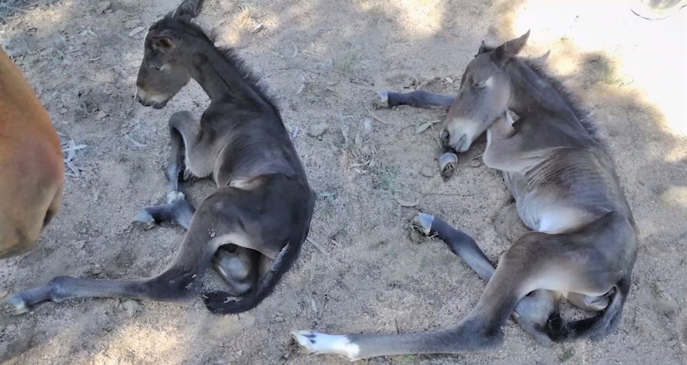 Mare With One Eye Gives Birth to Rare Twin Foals
