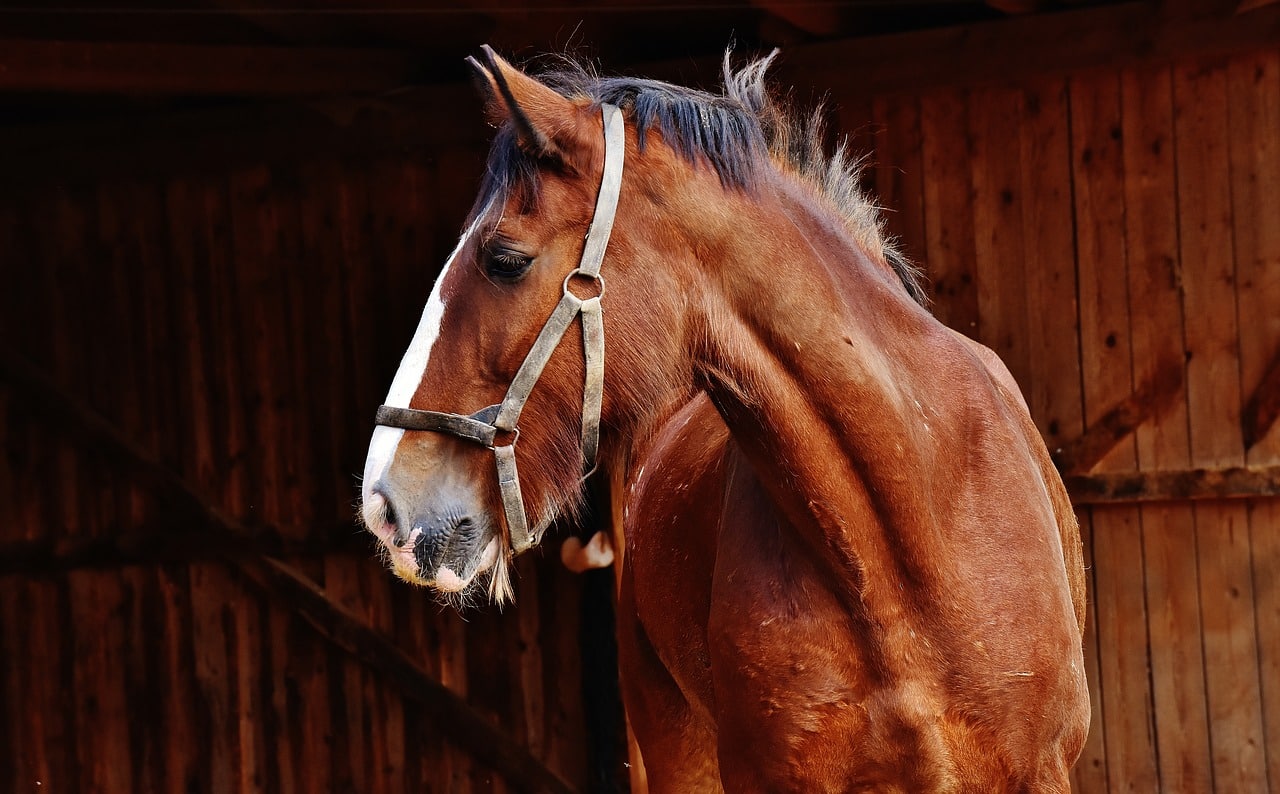 8 Things Horses Dislike & You Should Avoid Doing