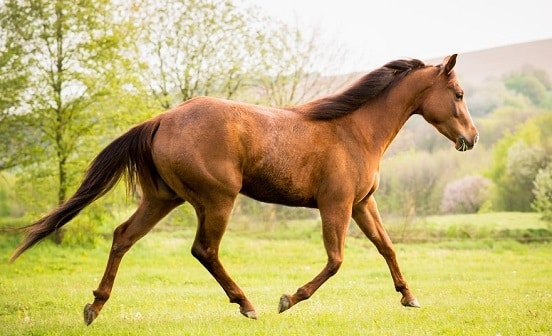 chestnut chestnut American Quarter horse breed, ideal horse breed for older childrenQuarter horse breed