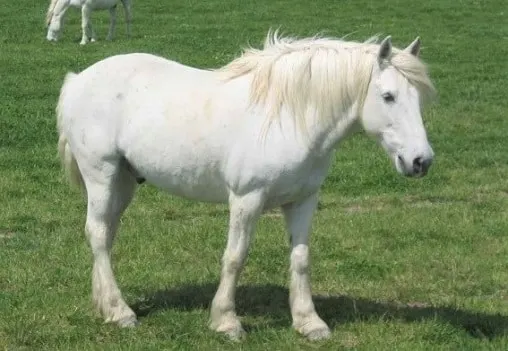 White Camargue wild horse breed native to France