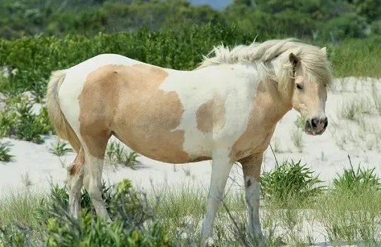 Chincoteague Pony, palomino and white colored feral horse in America