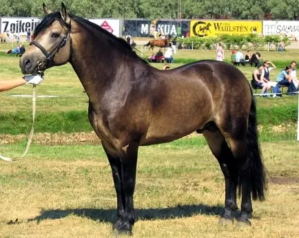 Connemara pony breed stallion for kids