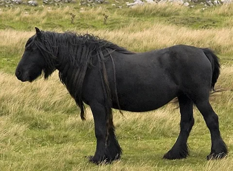 pony england