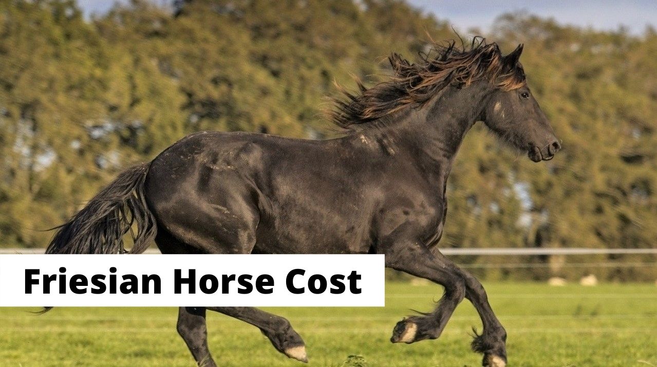 Friesian Horse Price: How Much Do They Cost?