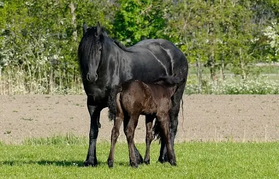 Black Friesian mare and foal in a field