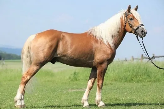 palomino Haflinger horse breed, good for large kids and small adults
