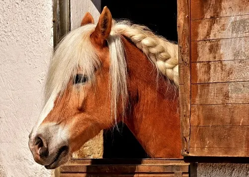 Horse unhappy and bored in it's stable