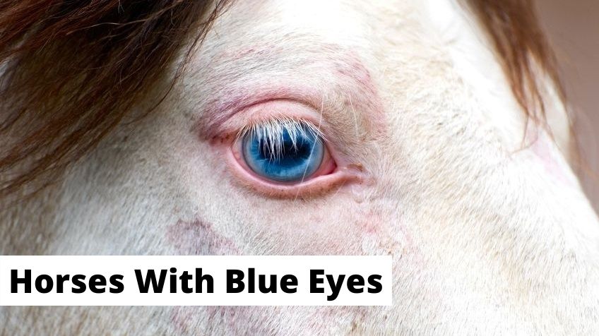 White horse blue eyes close-up. horses with blue eyes breeds, colors, facts.