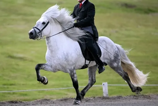 Icelandic horse breed doing the tolt gait