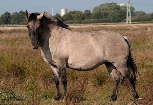 Konik wild Polish horse breed