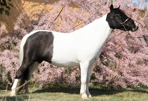 black and white Miniature horse breed for kids and toddlers