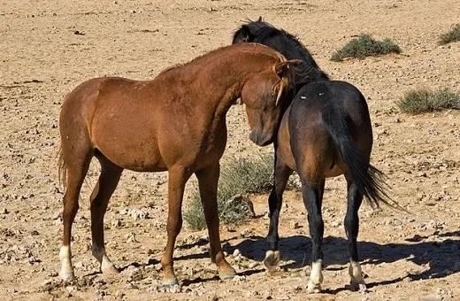 Namib Desert wild horse