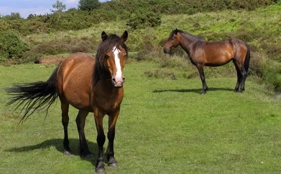 Wild New Forest horses from England