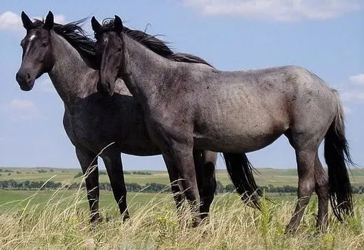 Wild Nokota horses