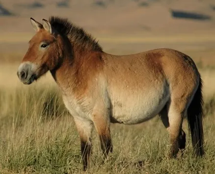 Przewalskis feral horse standing in the wild
