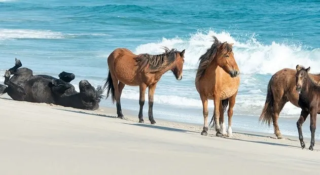 herd of wild Sable Island horses on a beach