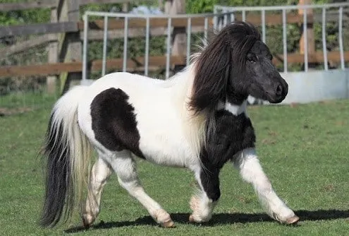 Shetland pony, most popular pony breed for kids