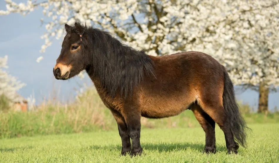 10 Best Horse and Pony Breeds for Kids