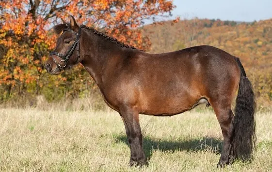 15 Native English & British Horse Breeds (Facts, History, & Pictures)